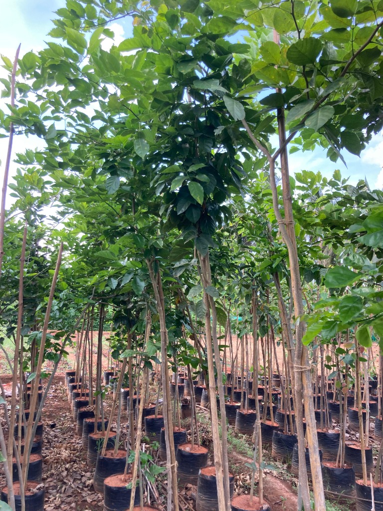 Areca Palm
