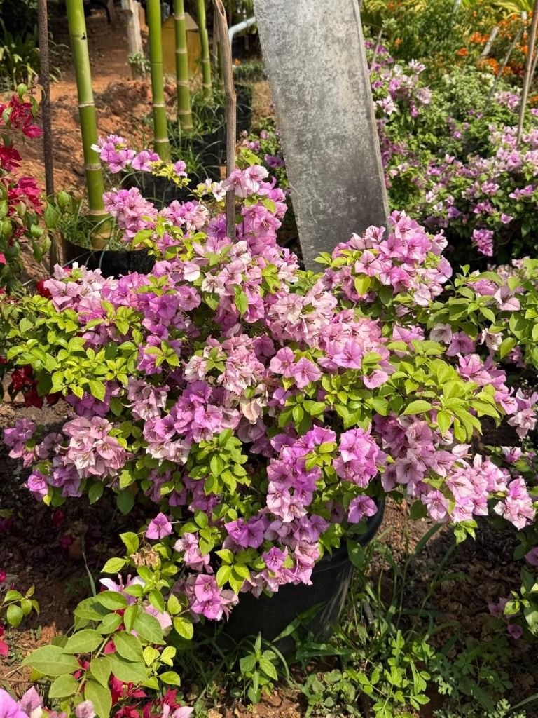 Bougainvillea