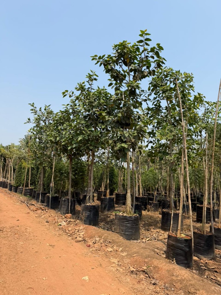 Avenue and Shade Trees Kadiyam