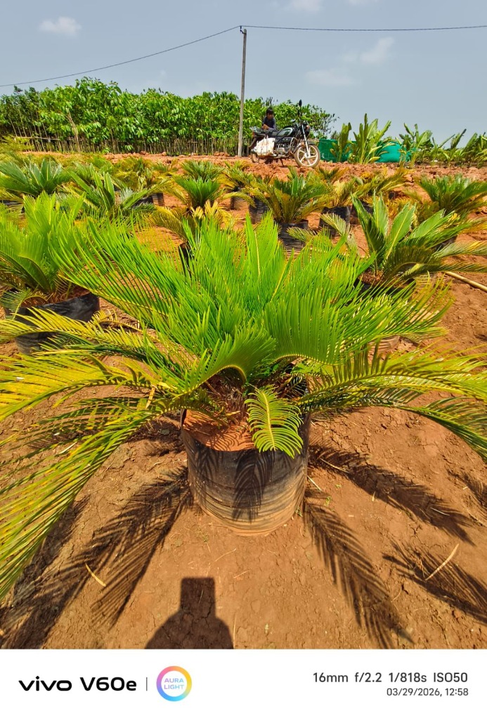 Cycas Palm