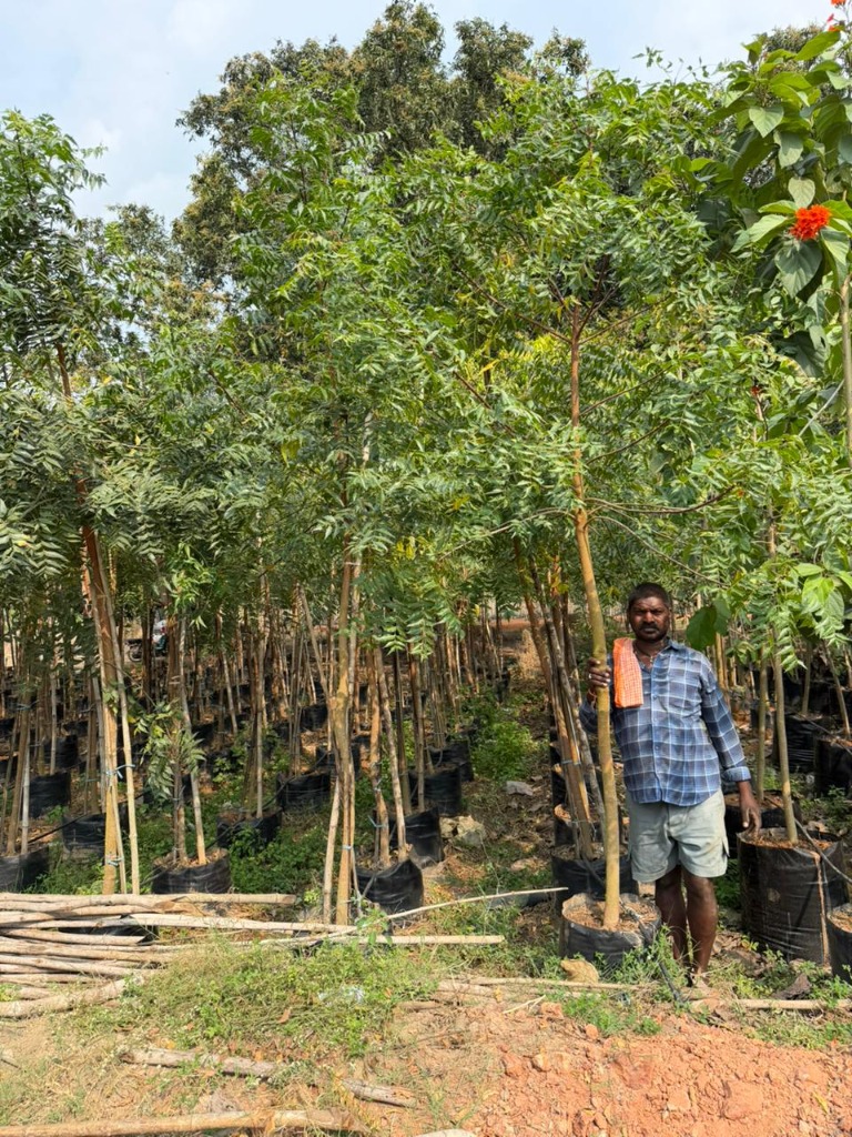 Medicinal and Sacred Trees Kadiyam